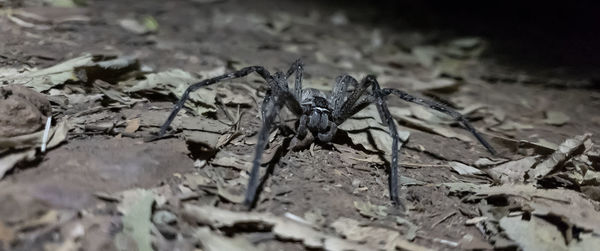 Close-up of spider on field