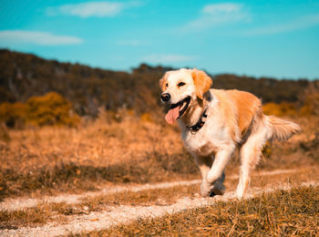 Golden retriever running on field