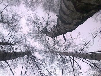 Low angle view of bare trees in forest during winter