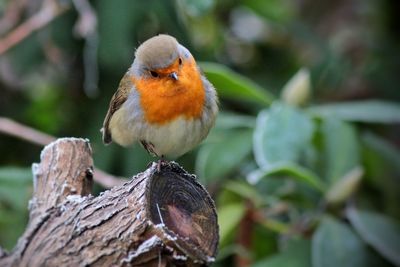 Close-up of bird perching on branch