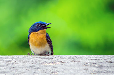 Colorful, isolated, young indian blue robin sitting on a wall of the building.