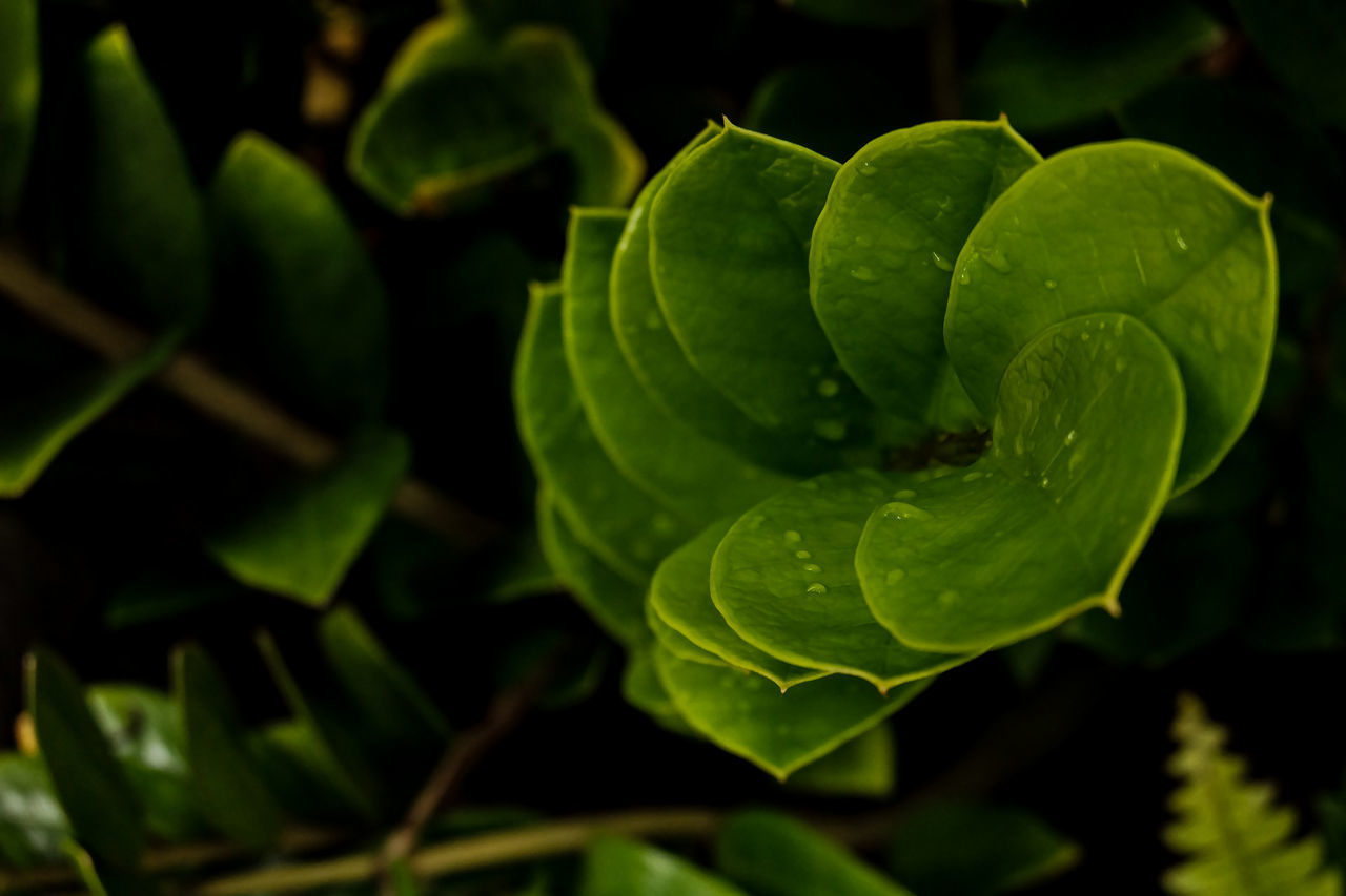 CLOSE-UP OF WATER DROPS ON LEAVES