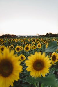 Close-up of yellow flowering plants on field against clear sky