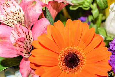 Close-up of flowers blooming outdoors