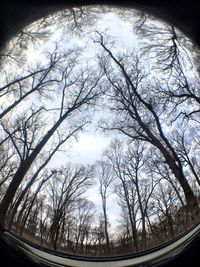 Low angle view of bare trees against sky