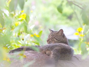 cat
