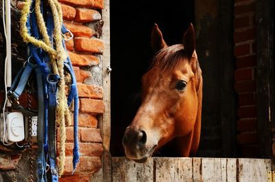 Close-up of horse