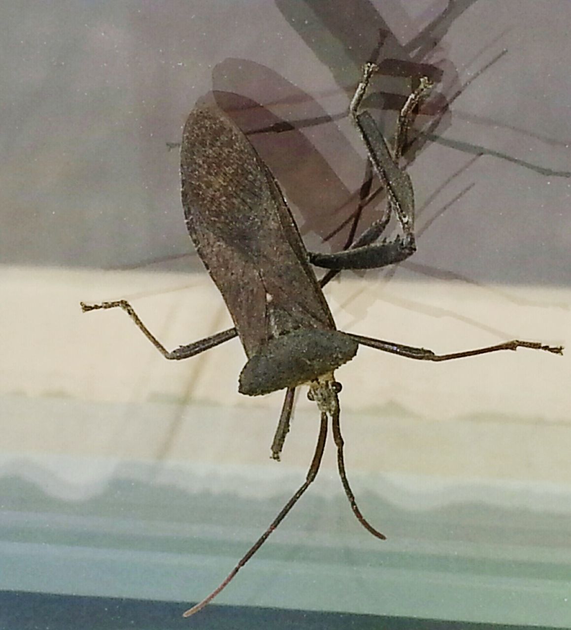 CLOSE-UP OF INSECT ON BRANCH