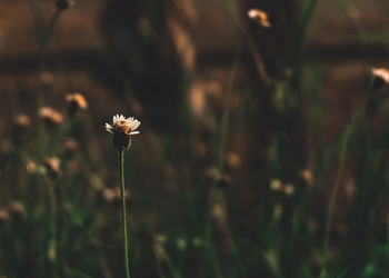 Close-up of flowering plant on field