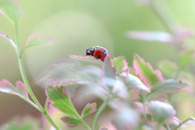 Close-up of ladybug on plant