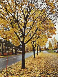 Fallen leaves on road