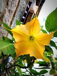 Close-up of yellow flowering plant