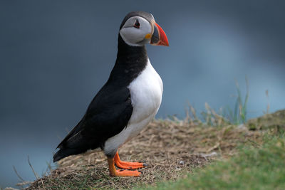 Puffins in mykines
