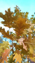 Low angle view of leaves on tree