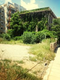 View of plants and building