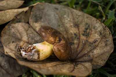 Mushroom on an autumn leaf