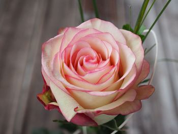 Close-up of rose blooming outdoors