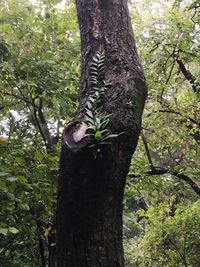 Low angle view of tree trunk in forest