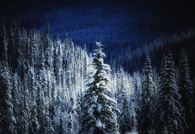 Pine trees in forest during winter