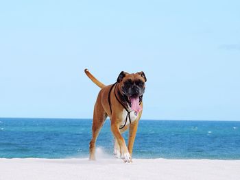 Boxer walking at beach against clear sky