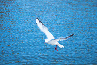 Seagull flying over water