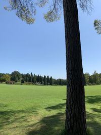 Scenic view of field against clear sky