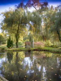 Scenic view of lake in forest