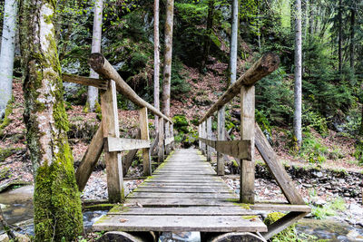 Footbridge amidst trees in forest