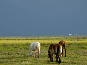 Beach and horses on juist
