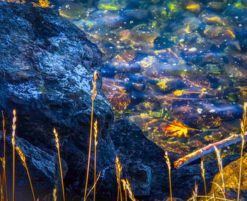 View of fish swimming in sea