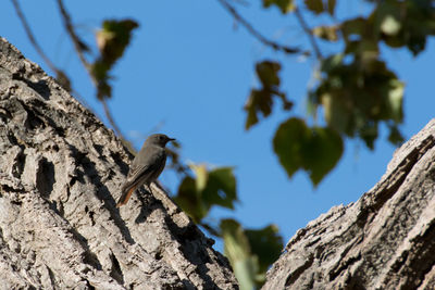 Low angle view of bird perching on tree trunk