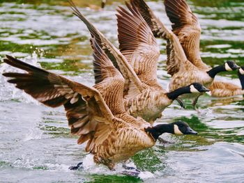 Birds flying over lake