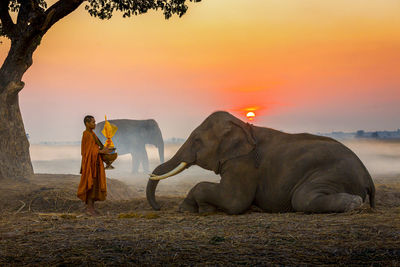Side view of monk with religious offering standing by elephants on land during sunrise