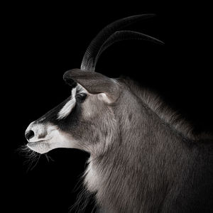 Close-up of an animal against black background