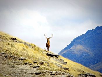 Stag standing on mountain against sky