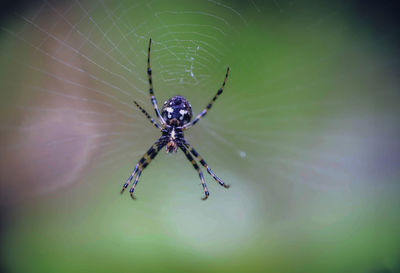 Close-up of spider on web