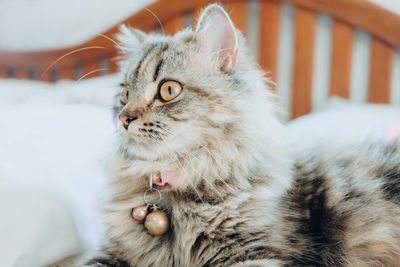 Close-up of cat looking away