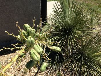 Close-up of succulent plant