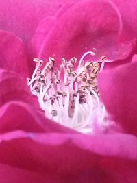 Close-up of pink flower