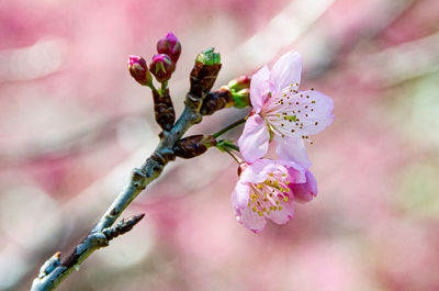 Close-up of pink flowering plant