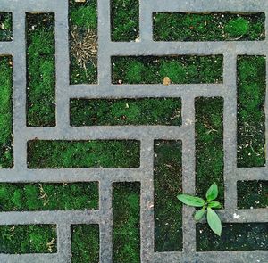 Plants growing in a garden