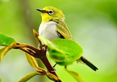 Close-up of bird perching on plant