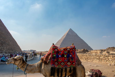 camel