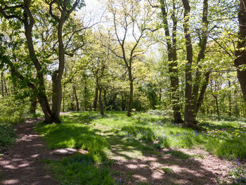 Trees in forest