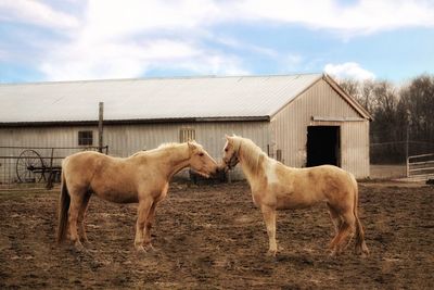 Two blonde horses standing face to face with one another in front of barn/ blue sky