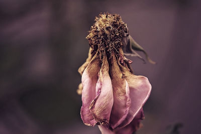 Close-up of wilted rose