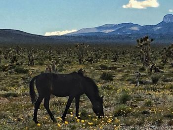 Horses grazing on field