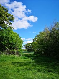 Trees on field against sky