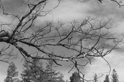 Low angle view of bare tree against cloudy sky