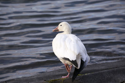 Close-up of seagull on a lake